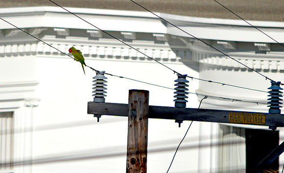 Cherry headed conure