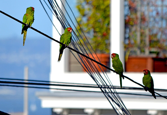 Cherry headed conure