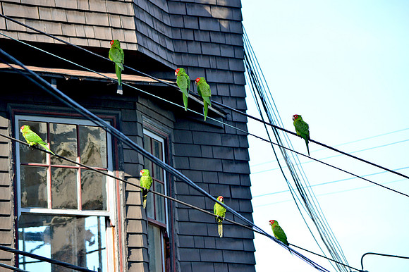 Cherry headed conure