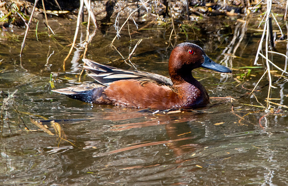 Cinnamon teal