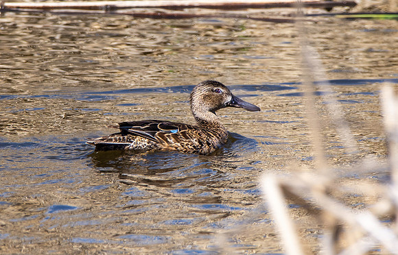 Cinnamon teal female