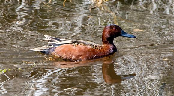 Cinnamon teal