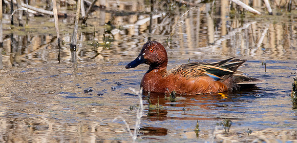 Cinnamon teal