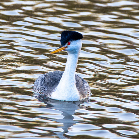 Clark's grebe