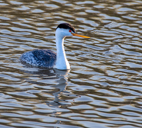 Clark's grebe
