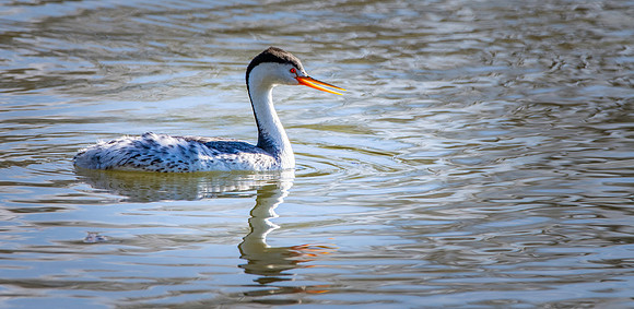 Clark's grebe