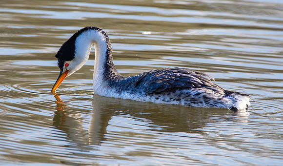 Clark's grebe