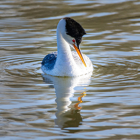 Clark's grebe