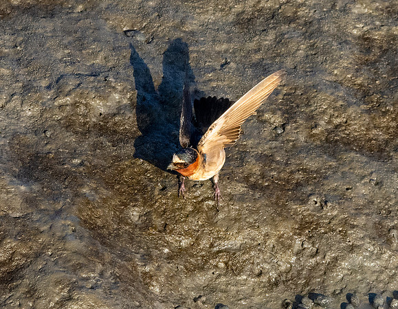 Cliff swallow