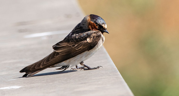Cliff swallow