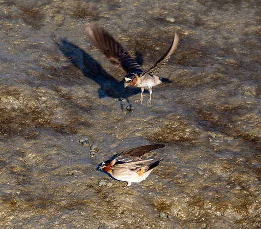 Cliff swallow