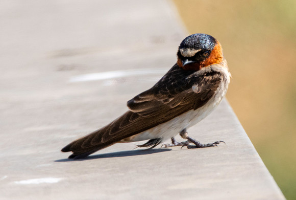 Cliff swallow