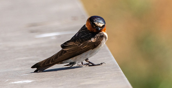Cliff swallow