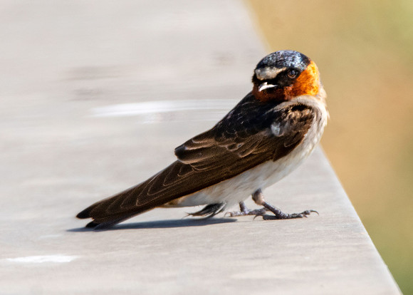 Cliff swallow