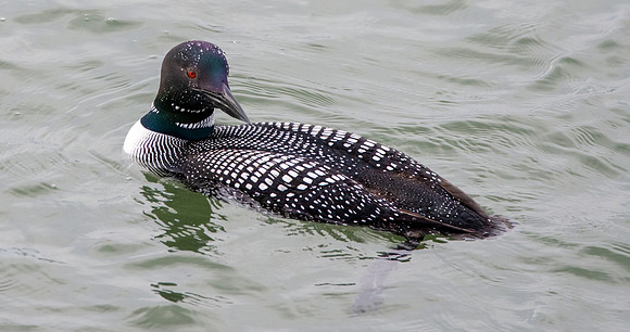 Common loon