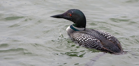 Common loon