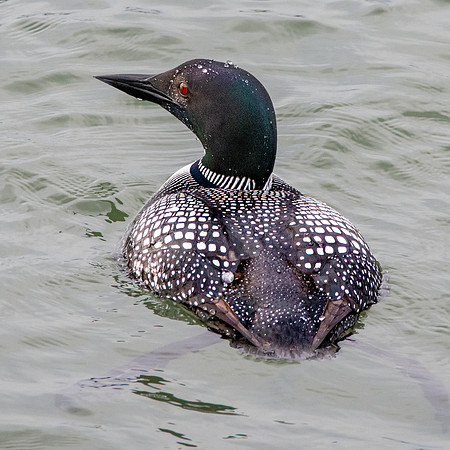 Common loon