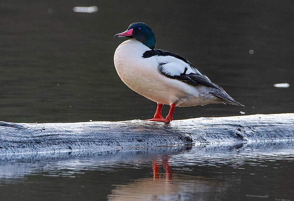 Common merganser