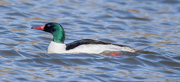 Common merganser