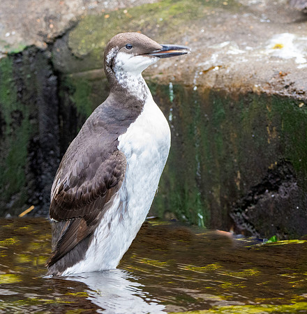 Common murre