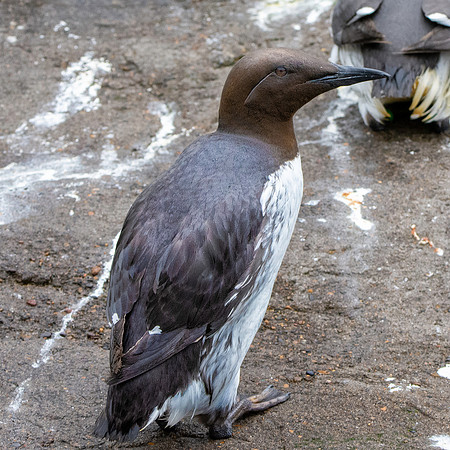 Common murre