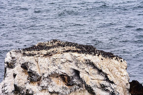 Common murre