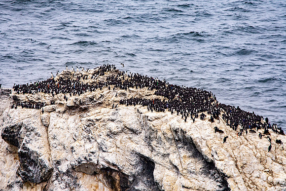 Common murre