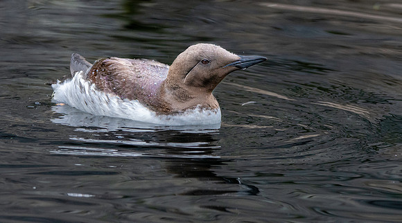 Common murre