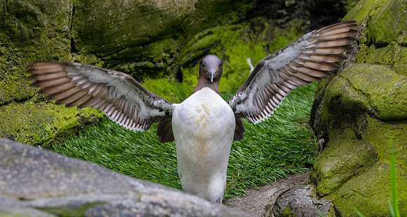 Common murre