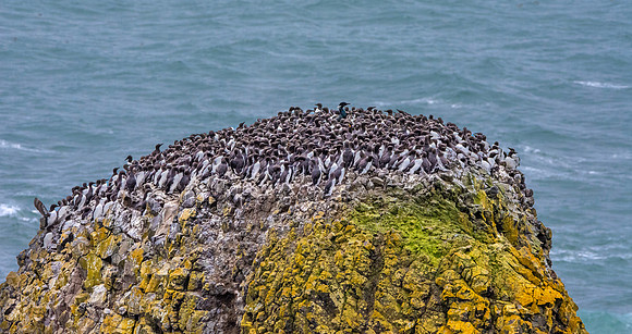 Common murre