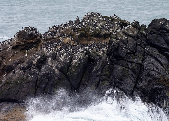 Common murre