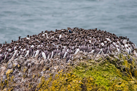 Common murre