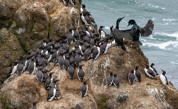 Common murre