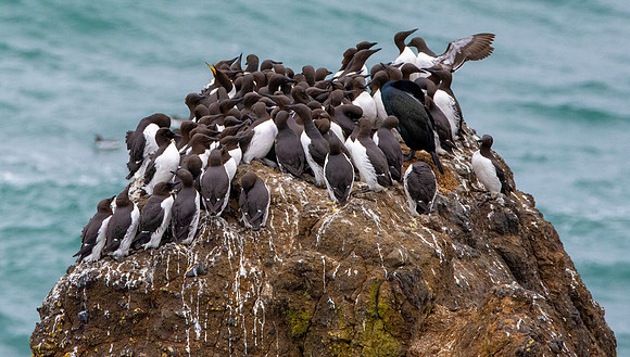 Common murre