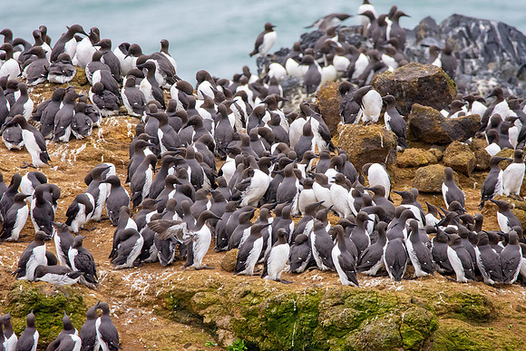 Common murre