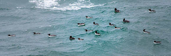 Common murre