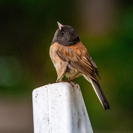 Dark eyed junco