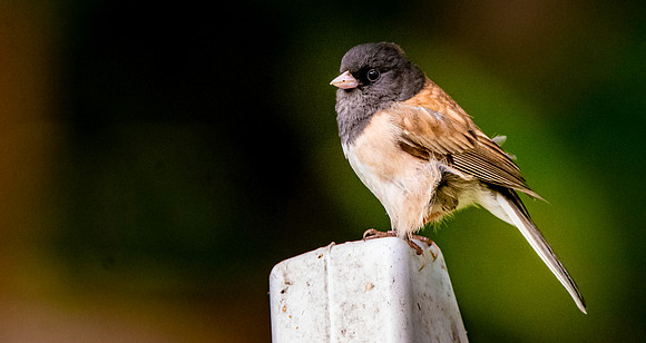 Dark eyed junco