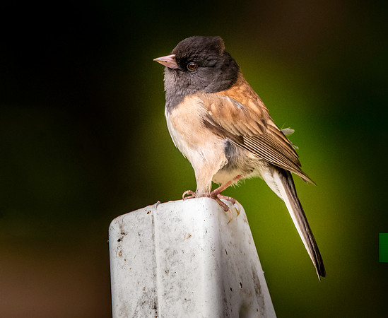 Dark eyed junco