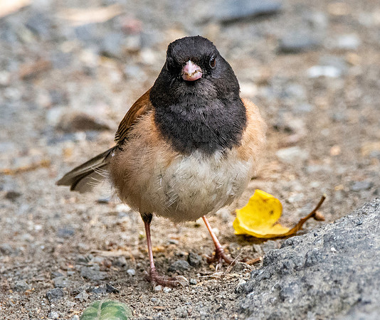 Dark eyed junco