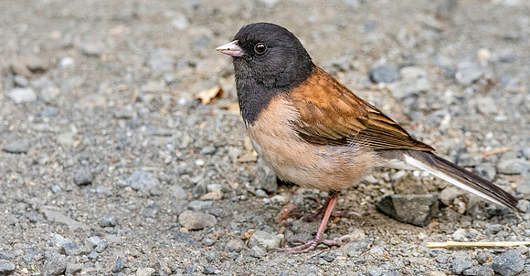 Dark eyed junco