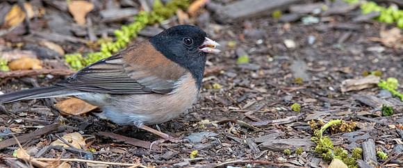 Dark eyed junco