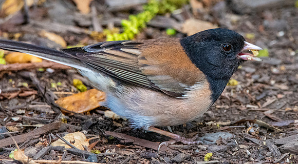 Dark eyed junco