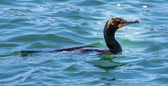 Double crested cormorant