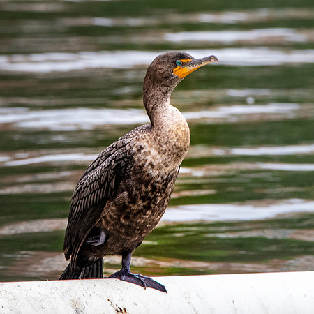 Double crested cormorant