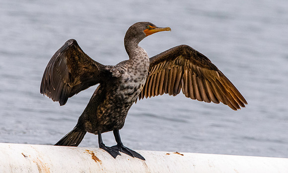 Double crested cormorant