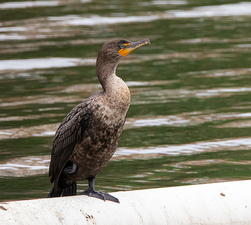 Double crested cormorant