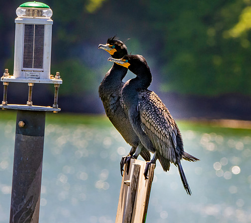 Double crested cormorant