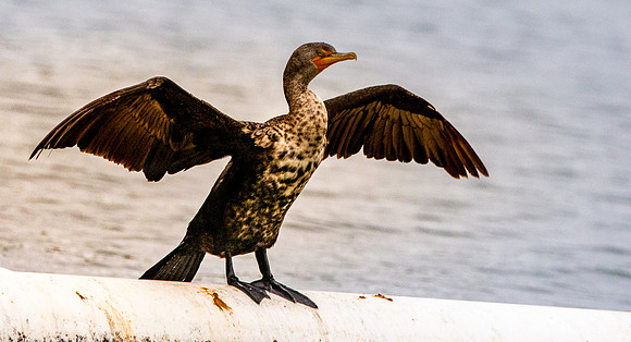 Double crested cormorant