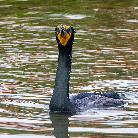 Double crested cormorant